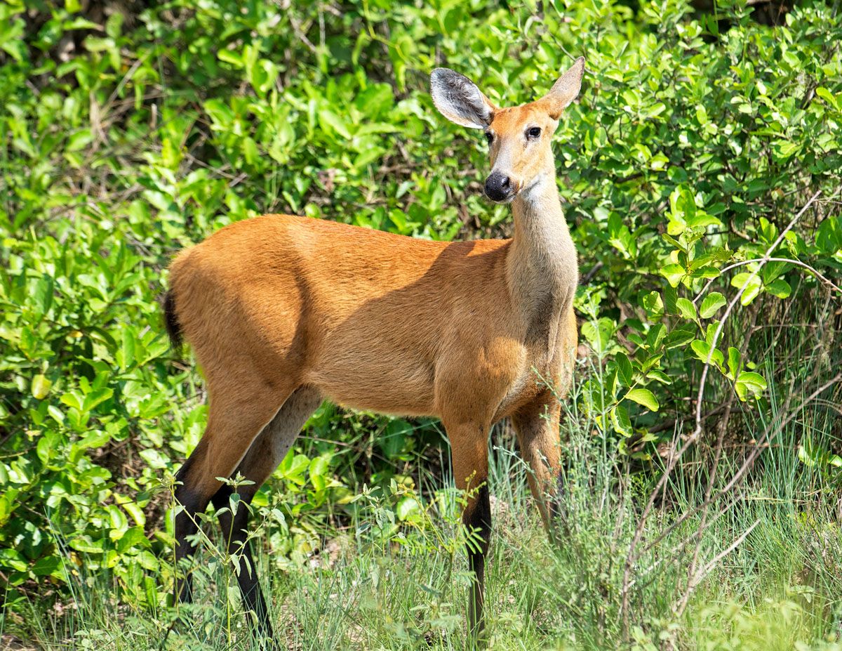 Marsh Deer (Blastocerus dichotomus ) - female - listed as a vulnerable species. The Pantanal, Brazil