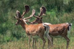 Fallow Deer (Dama dama), New Forest, Hampshire, England - Photo: Peter Llewellyn