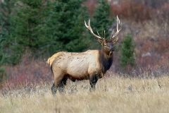 Elk (Wapati)