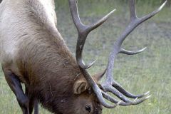 Elk (Wapati)