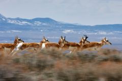 Pronghorn-antelope-running-