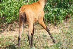 Marsh Deer (Blastocerus dichotomus ) - female -  listed as  a vulnerable species.Largest deer of South America., The Pantanal, M