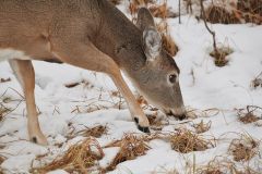 White-tailed deer (Odocoileus virginianus) doe feeding on grasses in the snow, Calgary, Alberta, Canada