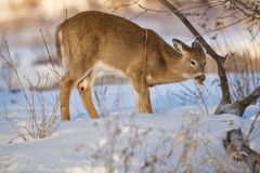 White-tailed deer (Odocoileus virginianus) doe in snow, Calgary, Carburn Park, Alberta, Canada: 2021-01-04