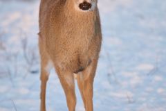 White-tailed deer (Odocoileus virginianus), Calgary, Carburn Park, Alberta, Canada