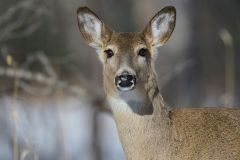White-tailed deer (Odocoileus virginianus), Calgary, Carburn Park, Alberta, Canada