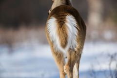 White-tailed deer (Odocoileus virginianus), tail detail, Calgary, Carburn Park, Alberta, Canada