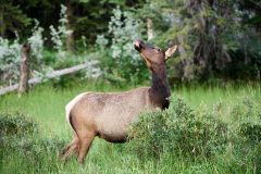 Elk (Red deer) (Wapiti), (Cervus elaphus), Higashikawa Friendship Trail, Canmore, Alberta, Canada.