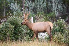Bull Elk (Red deer), (Wapiti), (Cervus elaphus) Bow River, Canmore, Alberta, Canada,