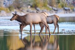 Elk (Red deer) (Wapiti) (Cervus elaphus) crossing the Bow River, Canmore, Alberta, Canada,