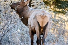 Bull Elk (Red deer)(Wapiti), (Cervus elaphus) feeding on a frosty fall morning, Minnewanka loop, Banff National Park, Alberta, Canada,