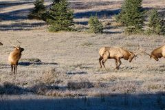 Two young Bull Elk (Red deer) (Wapiti), (Cervus elaphus) watch another pair battling for dominanace on a fall morning, Minnewanka loop, Banff National Park, Alberta, Canada,