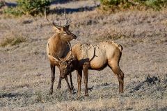 Two young Bull Elk (Red deer), (Wapiti), (Cervus elaphus) on a fall morning, Minnewanka loop, Banff National Park, Alberta, Canada,