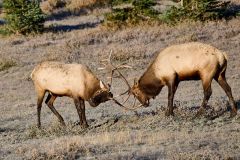 Two young Bull Elk (Red deer) (Wapiti), (Cervus elaphus) battling for dominance on a fall morning, Minnewanka loop, Banff National Park, Alberta, Canada,