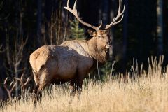 Bull Elk (Wapiti), (Cervus canadensis)Minnewanka loop, Banff National Park, Alberta, Canada