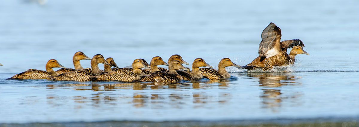 Flock of Common Eider, Crescent Beach, Nova Scotia, Canada,