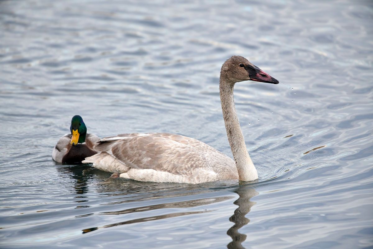 Juvenile Trumpeter swan (Cygnus buccinator) and Mallard (Anas platyrhynchos) swimming in the Bow River, Calgary, Alberta, Canada