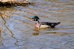 Wood Duck (Aix sponsa) male swimming, George C. Reifel Migratory Bird Reserve, Vancouver , British Columbia, Canada