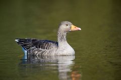 Greylag Goose (Anser anser) swimming, Hollow Ponds, Leytonstone, London , Essex, England
