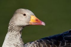 Greylag Goose (Anser anser), Hollow Ponds, Leytonstone, London , Essex, England