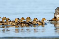 Flock of Common Eider, Crescent Beach, Nova Scotia, Canada,