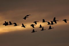 Flock of Canada geese (Branta canadensis) silhouetted  against the rising sun, Ralph Klein Park, Calgary, Alberta, Canada