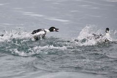 Common goldeneye (Bucephala clangula) chases a rival through the water in the Bow River, Calgary, Alberta, Canada