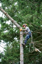 Tree feller at work, Gabriola Island , British Columbia, Canada