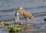 Immature Black-crowned Night Heron (Nycticorax nycticorax) attempts to swallow a plastic bag