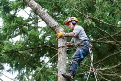 Tree feller at work, Gabriola Island , British Columbia, Canada
