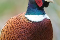 Ring necked Pheasant
