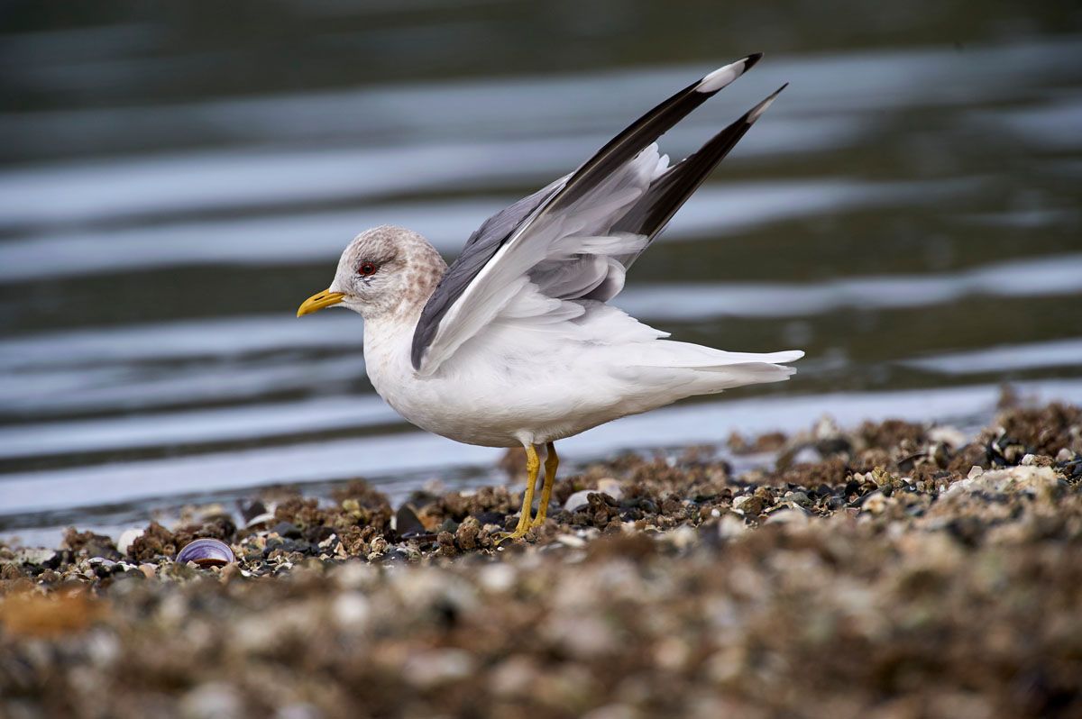 Mixed-gull-on-beach-