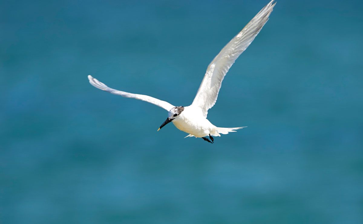 Sandwich-tern-in-flight-
