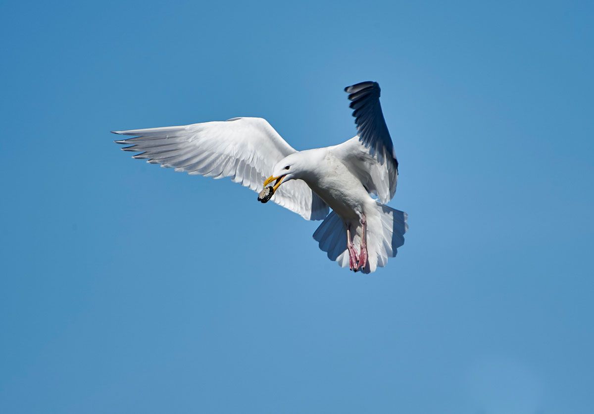 Western Gull (Larus occidentalis) in flight with shellfish, , Chemainus , British Columbia, Canada
