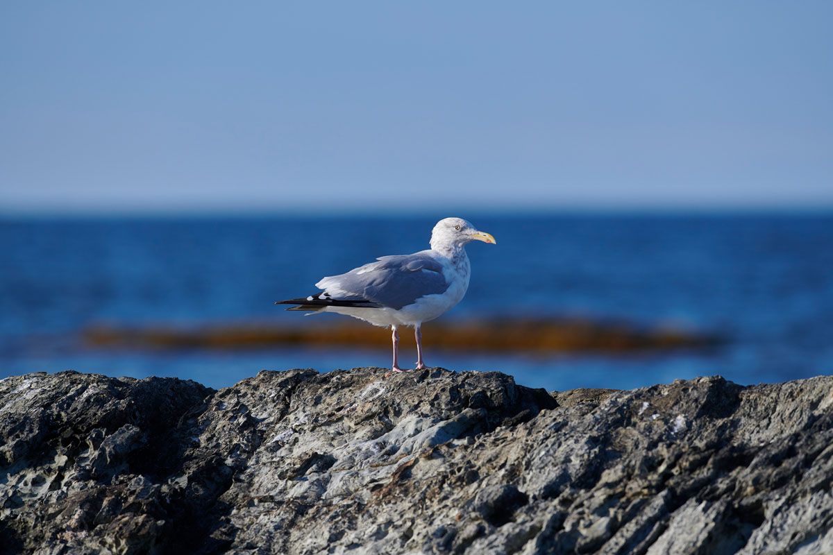 Herring Gull (Larus argentatus) perched on rocks, Crescent Beach, Nova Scotia, Canada
