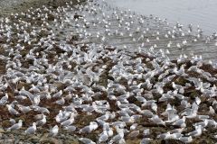 Mixed-gulls-on-beach-