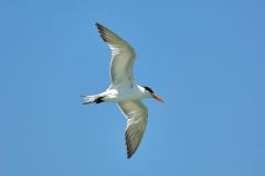 Royal-tern-in-flight-