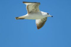 Gull in flight, West Palm Beach, Florida