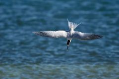 Sandwich-tern-in-flight-