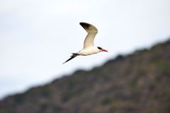 Caspian Tern (Sterna caspia) flying above Lake Chapala, Jocotopec, Jalisco, Mexico