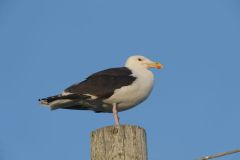 Great Black-backed Gull (Larus marinus) perched on a post, Crescent Beach, Nova Scotia, Canada