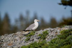 Herring Gull (Larus argentatus) perched on a rocks Cherry Hill Beach, Nova Scotia, Canada