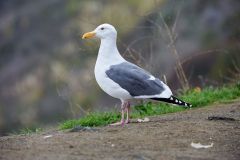 Western Gull (Larus occidentalis) - adult plumage, Bodega Point , California, USA