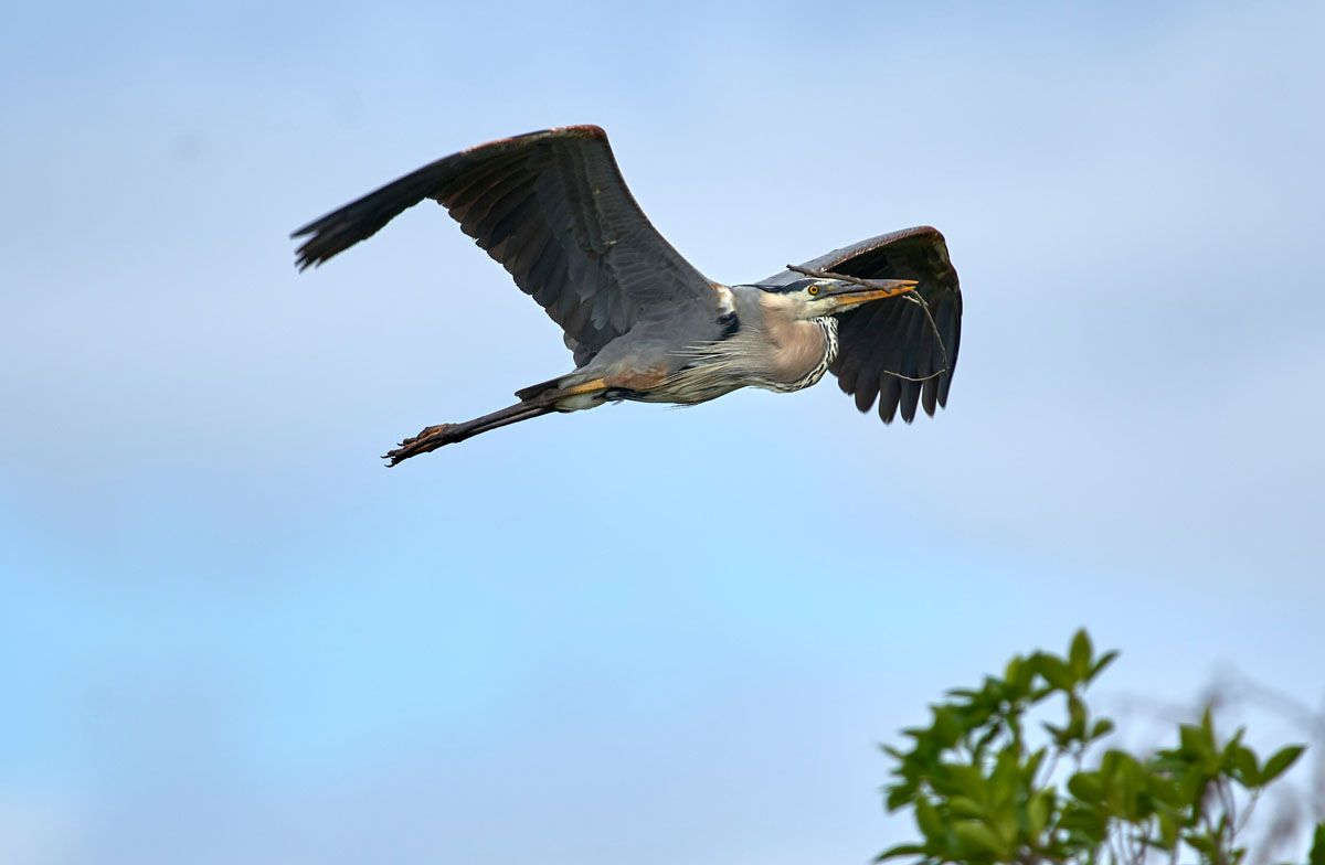 Great Blue Heron Ardea herodias bringing a stick to nesting mate Arthur R Marshall National Wildlife Reserve Loxahatchee Florida