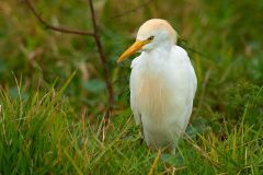 Cattle-egret-