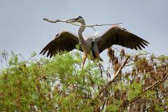 Great-blue-heron-carrying-nest-stick-