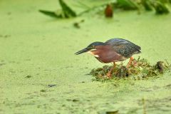 Green Heron (Butorides virescens), Green Cay Nature A Photo: Peter Llewellyn