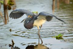 Tricolored-heron-searching-for-food-