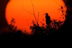 Great Blue Heron silhouette against setting sun (Ardea herodias), Arthur R Marshall National Wildlife Reserv
