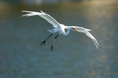 Great Egret (Ardea alba) comes in for a landing, Chapala, Jalisco, Mexico